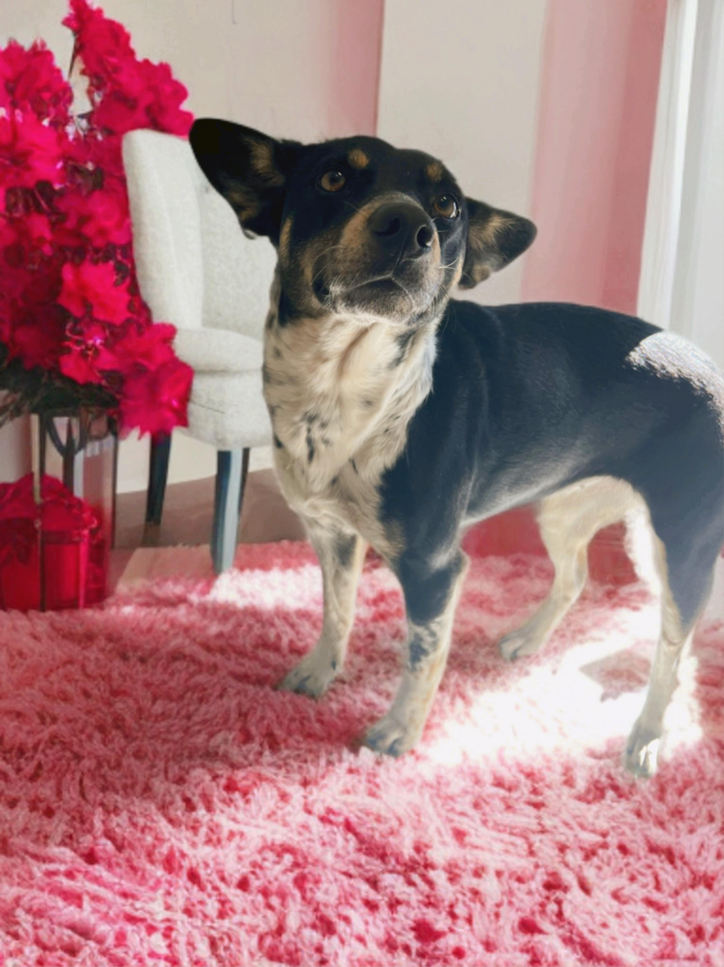 Enlarge Bella, an adopted mixed breed in Warr Acres, OK image 1/2