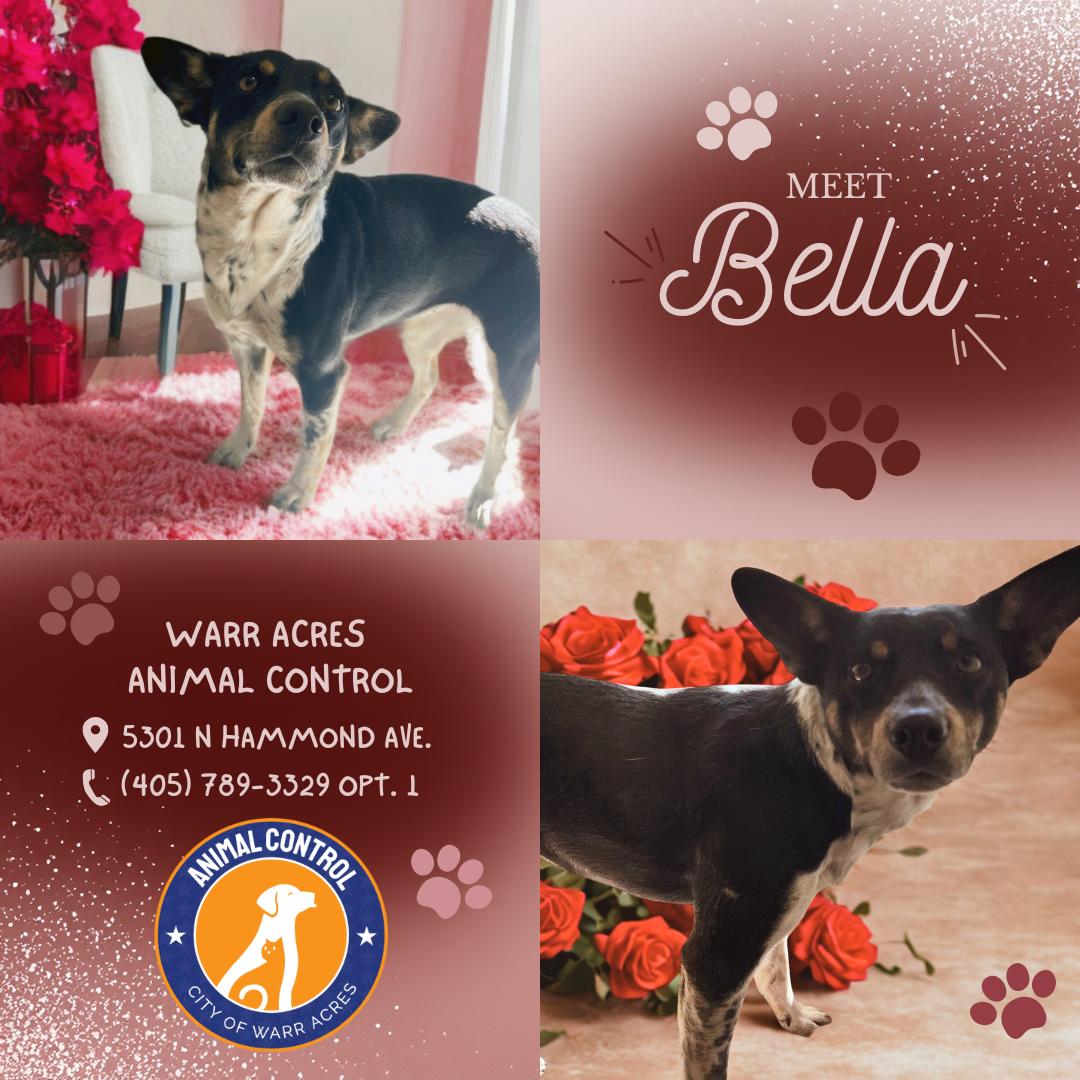 Enlarge Bella, an adopted mixed breed in Warr Acres, OK image 2/2