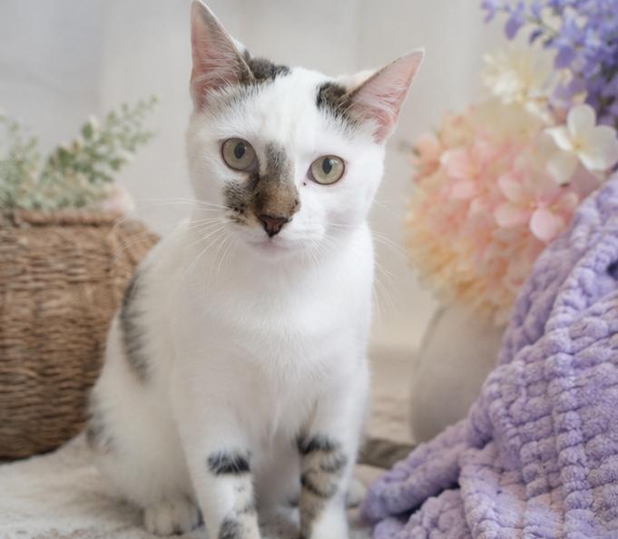 Enlarge Ozzy, an adopted Domestic Short Hair in Houston, TX image 3/6