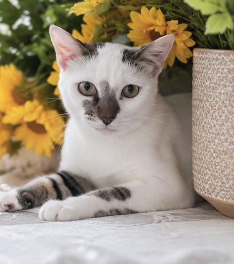 Enlarge Ozzy, an adopted Domestic Short Hair in Houston, TX image 4/6