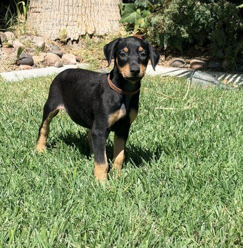 Enlarge Belle, a Adoptable Doberman Pinscher in Henderson, NV image 1/1