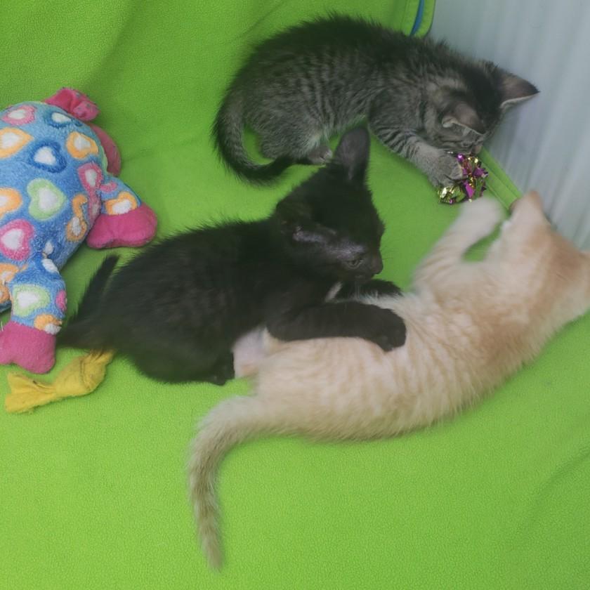 We Need Foster Homes!, Adoptable, Adult Male Domestic Short Hair.