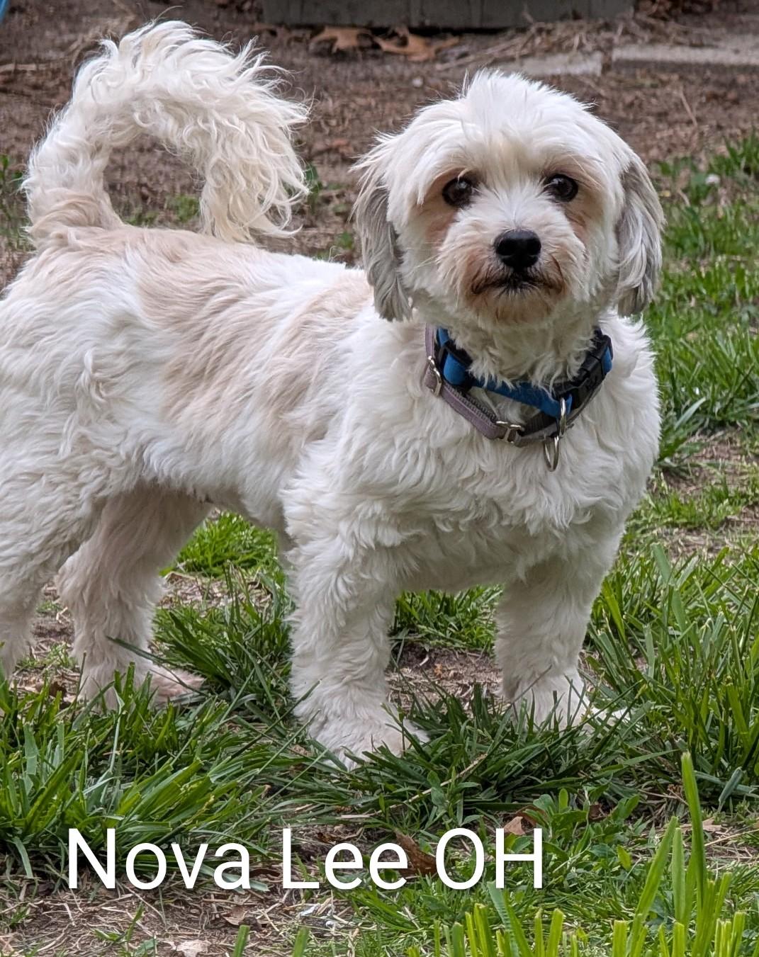 Enlarge Nova Lee, a Adoptable mixed breed in Holland, OH image 3/3