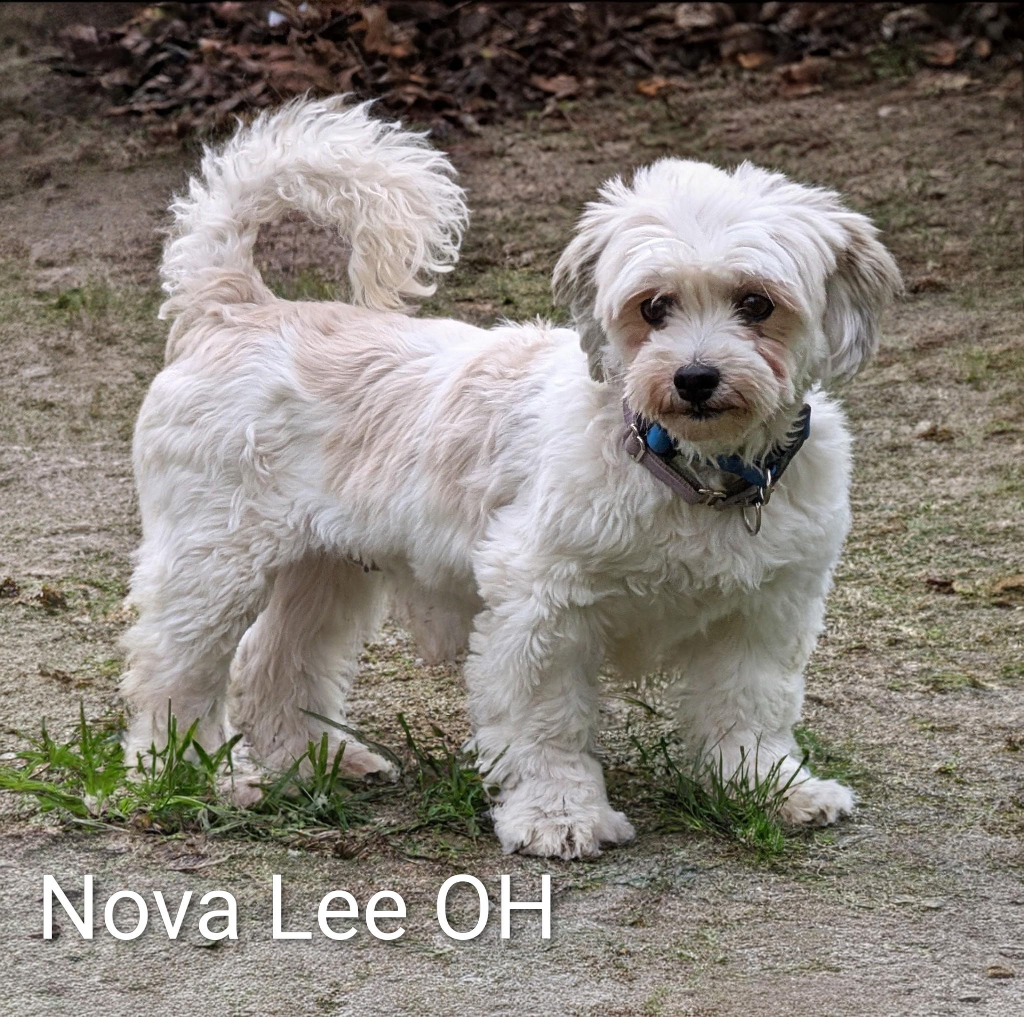 Enlarge Nova Lee, a Adoptable mixed breed in Holland, OH image 2/3