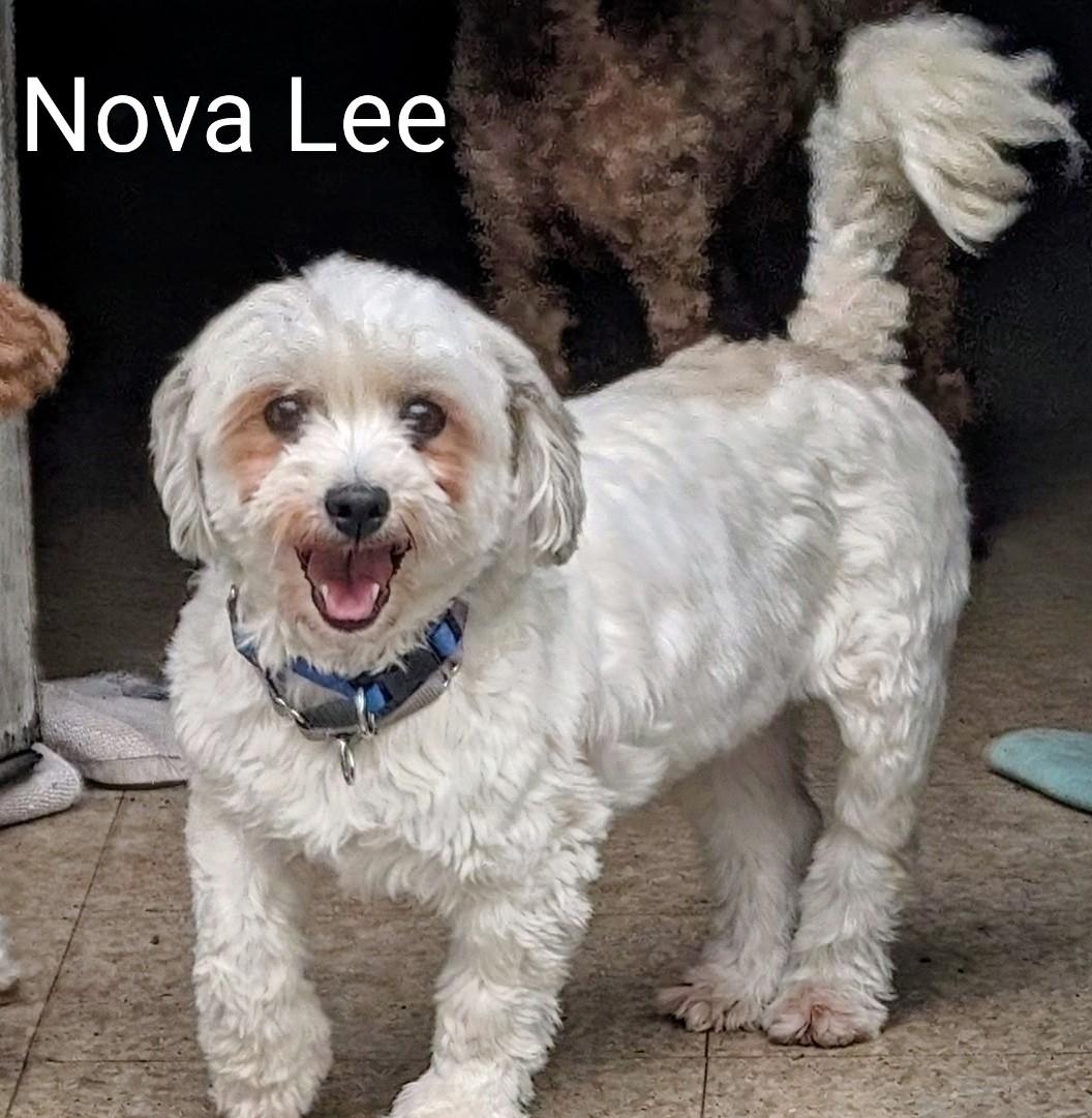 Nova Lee, Adoptable, Adult Female Shih Tzu & Bichon Frise.