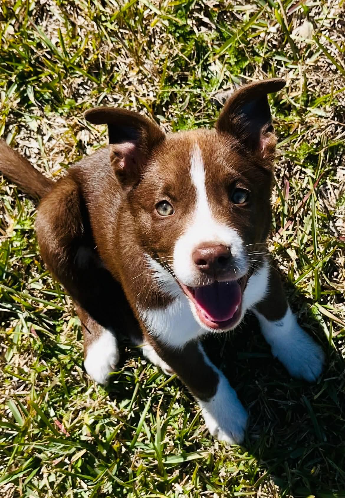 Enlarge Coco, an adopted mixed breed in Port Lavaca, TX image 3/3
