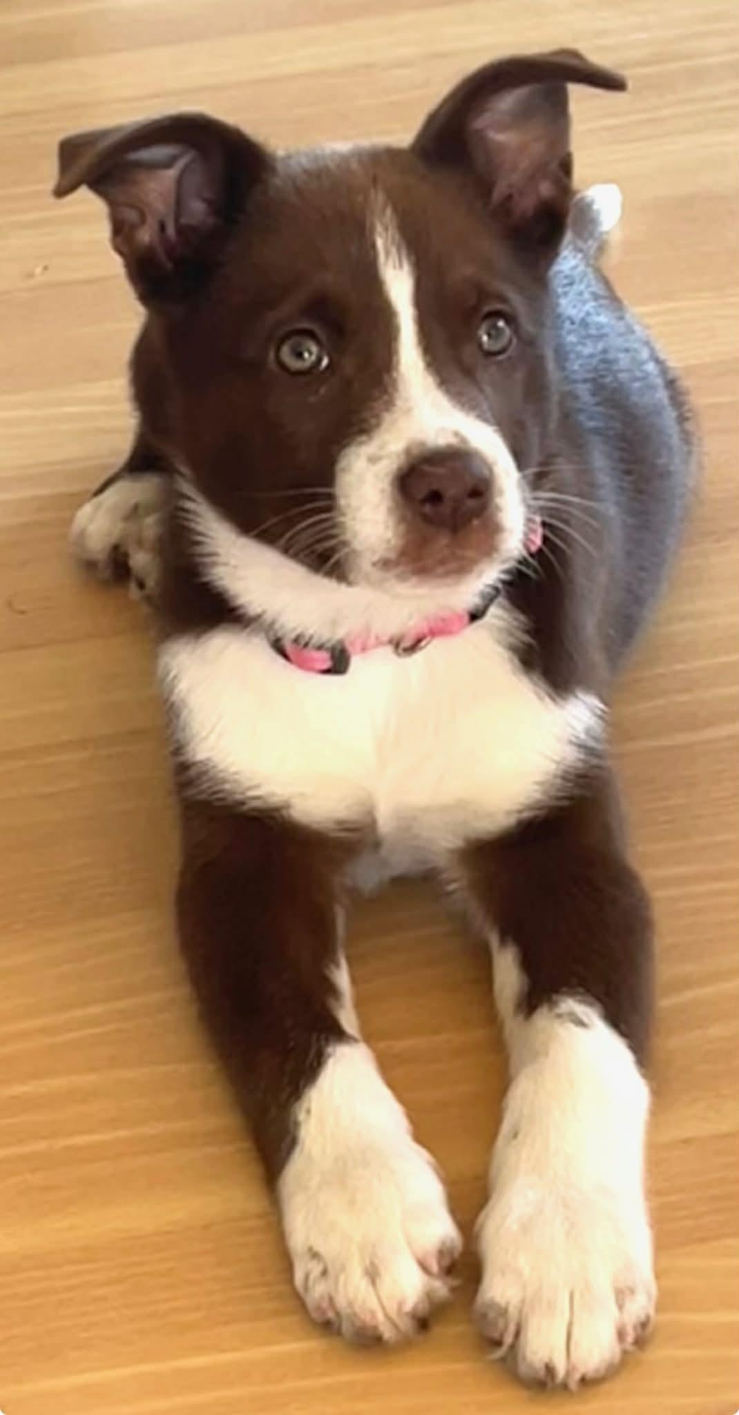 Coco, adopted, Puppy Female Shepherd.