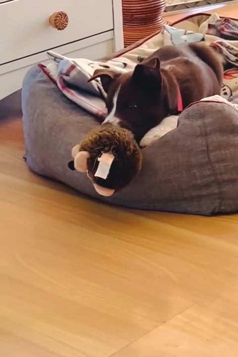 Enlarge Coco, an adopted mixed breed in Port Lavaca, TX video 2/3