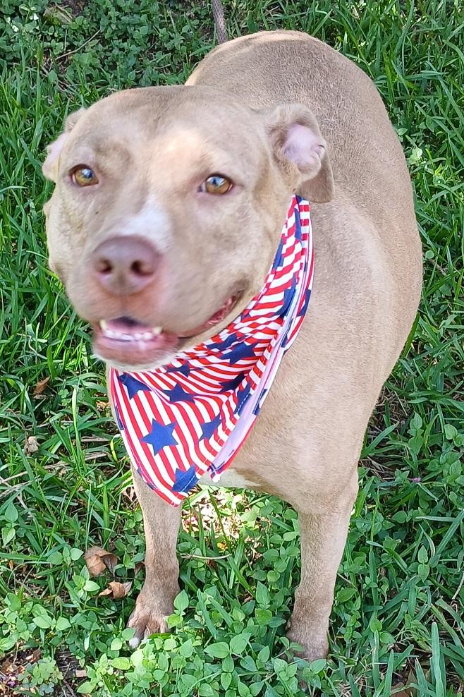 Enlarge Ally - darling girl!!! (NH-077156), a Adoptable mixed breed in Windham, NH image 1/6