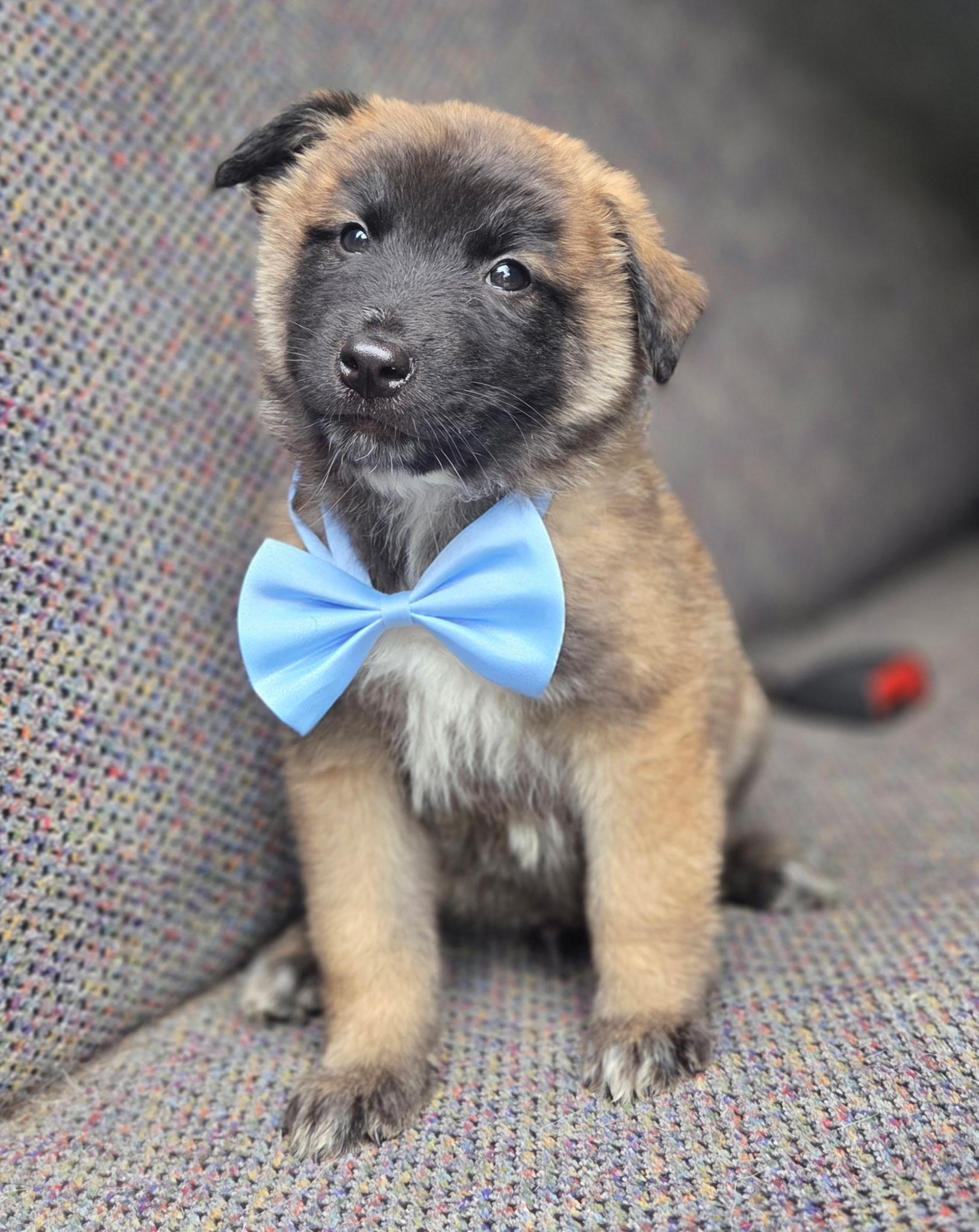 Enlarge Remy, a Adoptable mixed breed in Fayetteville , NC image 3/6