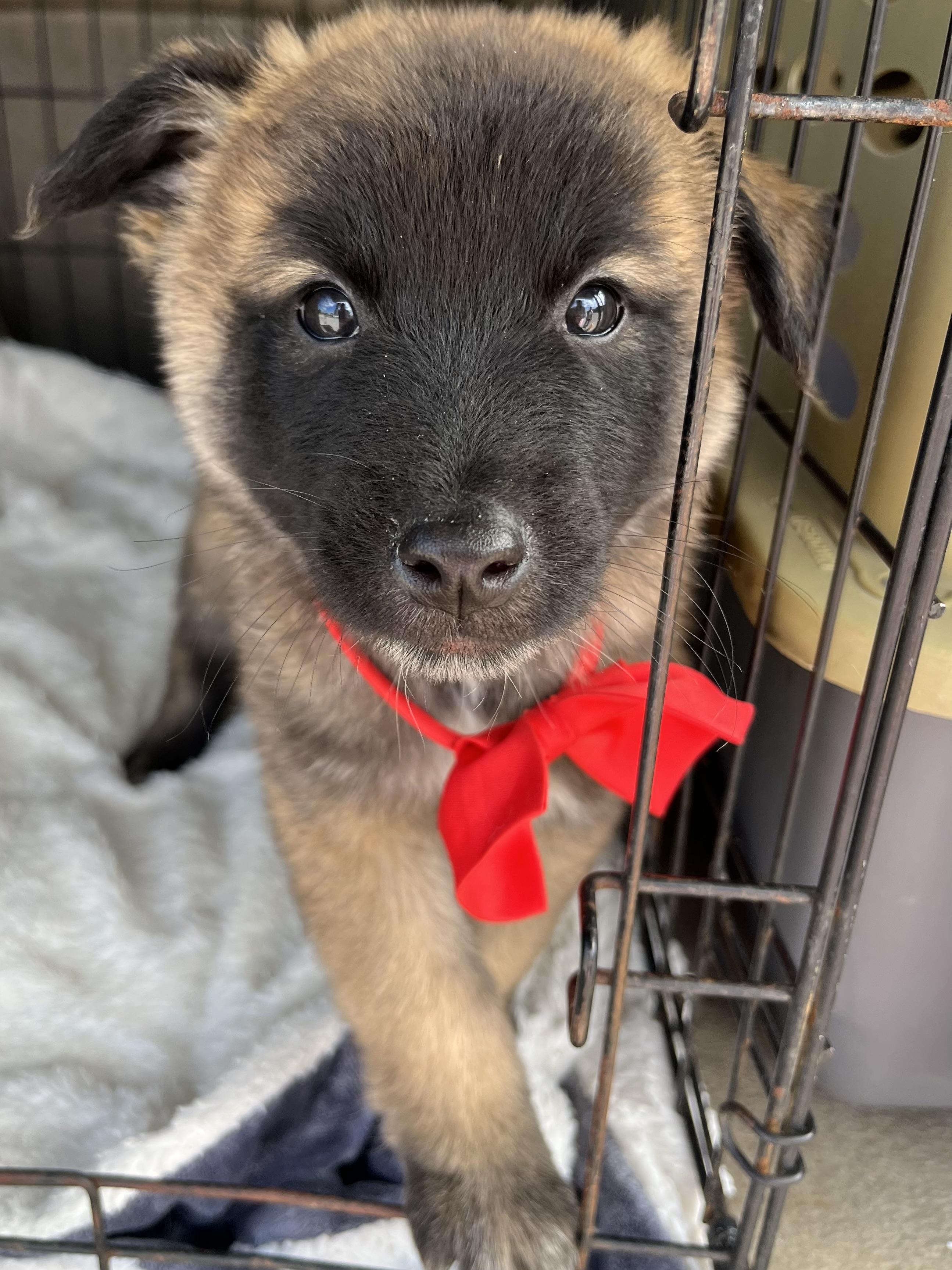 Enlarge Remy, a Adoptable mixed breed in Fayetteville , NC image 5/6