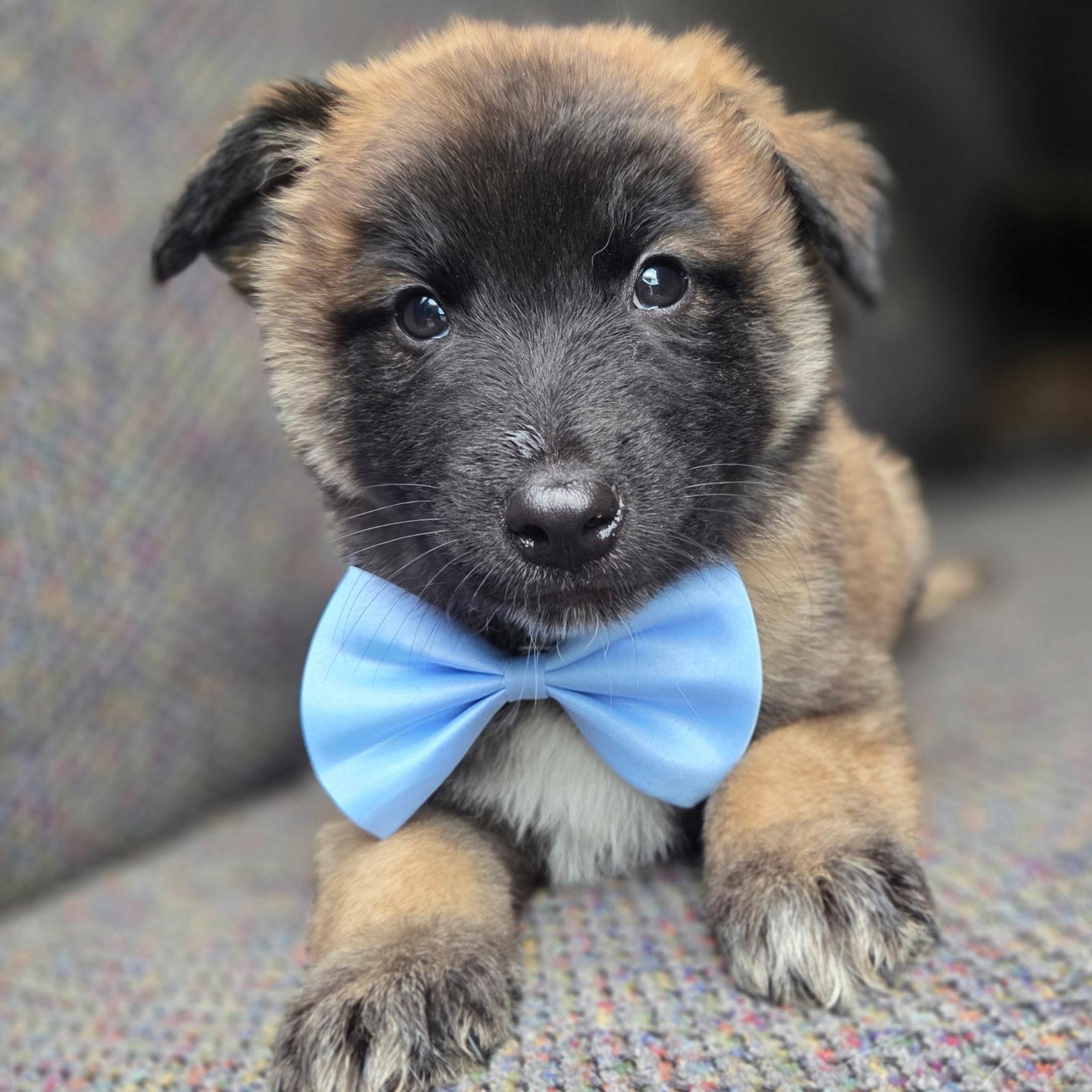 Enlarge Remy, a Adoptable mixed breed in Fayetteville , NC image 1/6