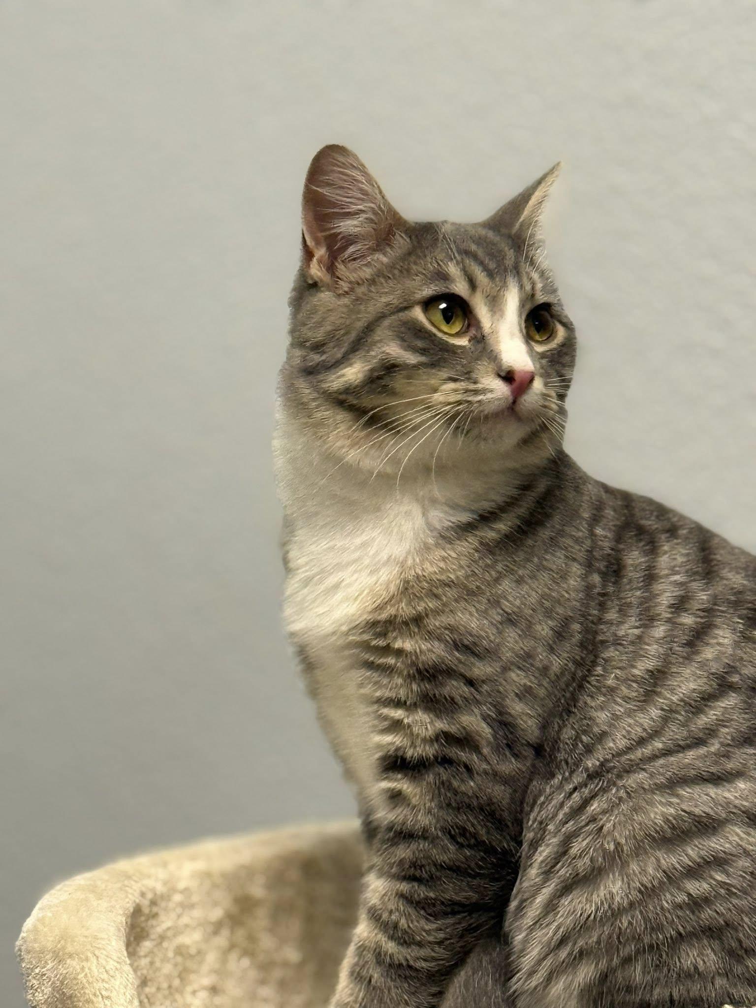 Luke, a Adoptable Domestic Short Hair in Rawlins, WY image 1/3