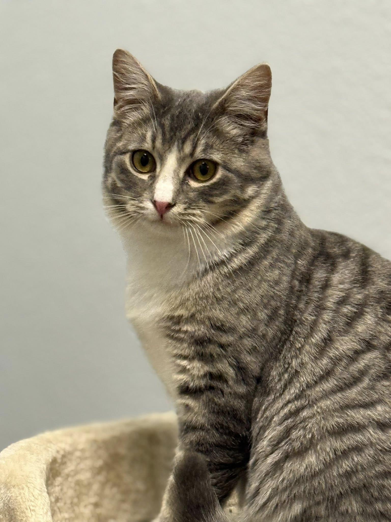 Luke, a Adoptable Domestic Short Hair in Rawlins, WY image 3/3