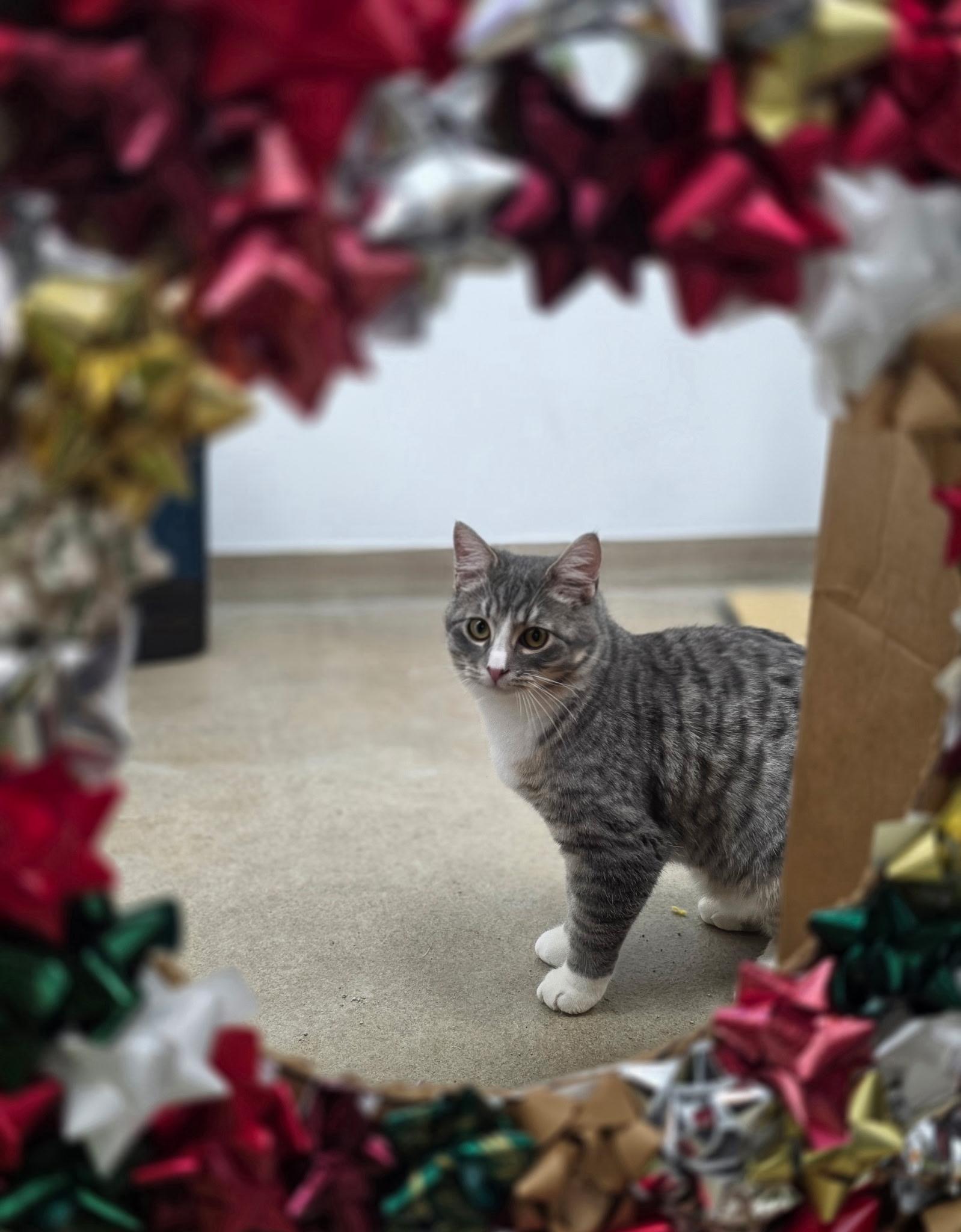 Luke, a Adoptable Domestic Short Hair in Rawlins, WY image 2/3