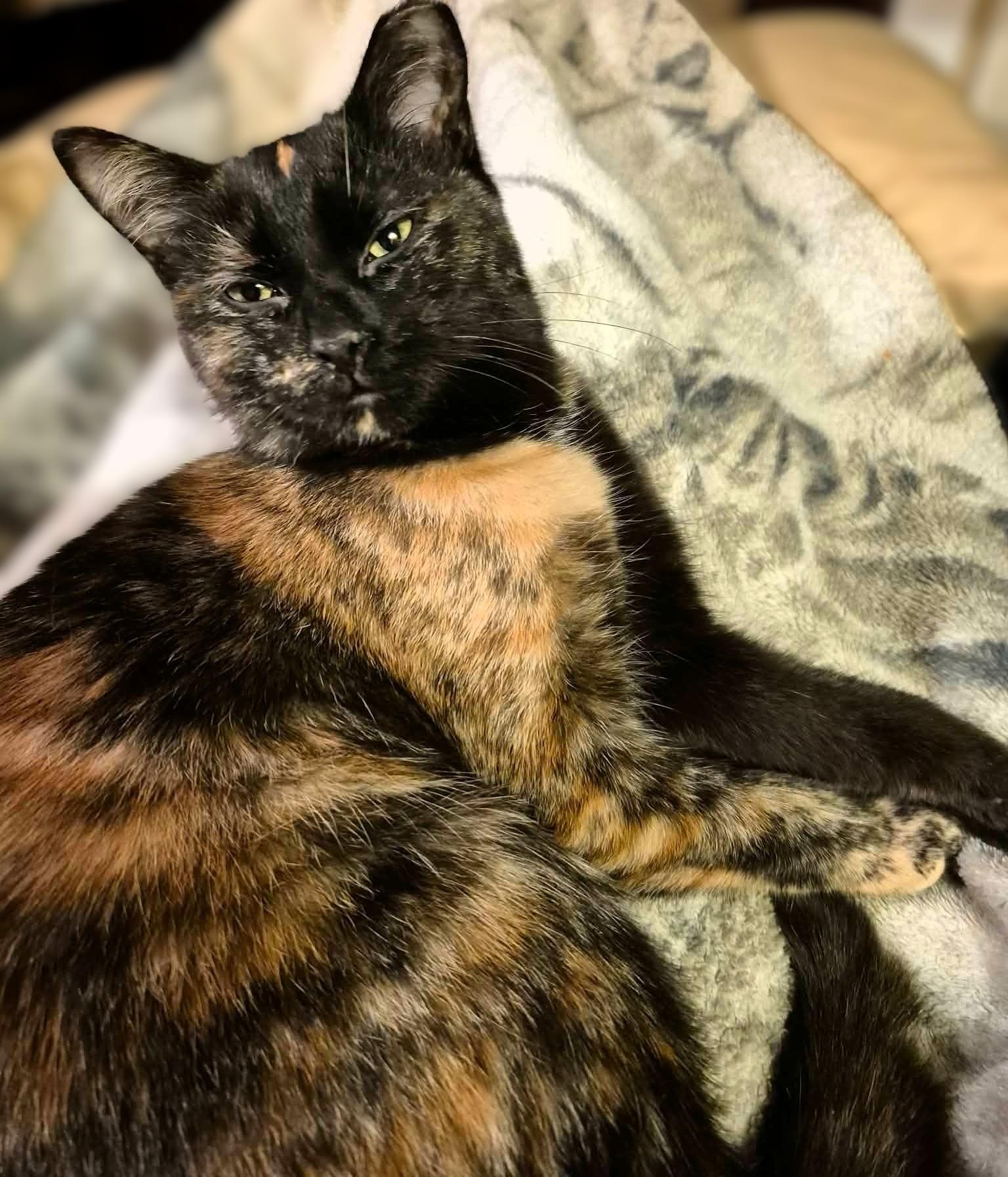 Enlarge Crystal, a ADOPTABLE Tortoiseshell in Hamilton, ON image 3/3