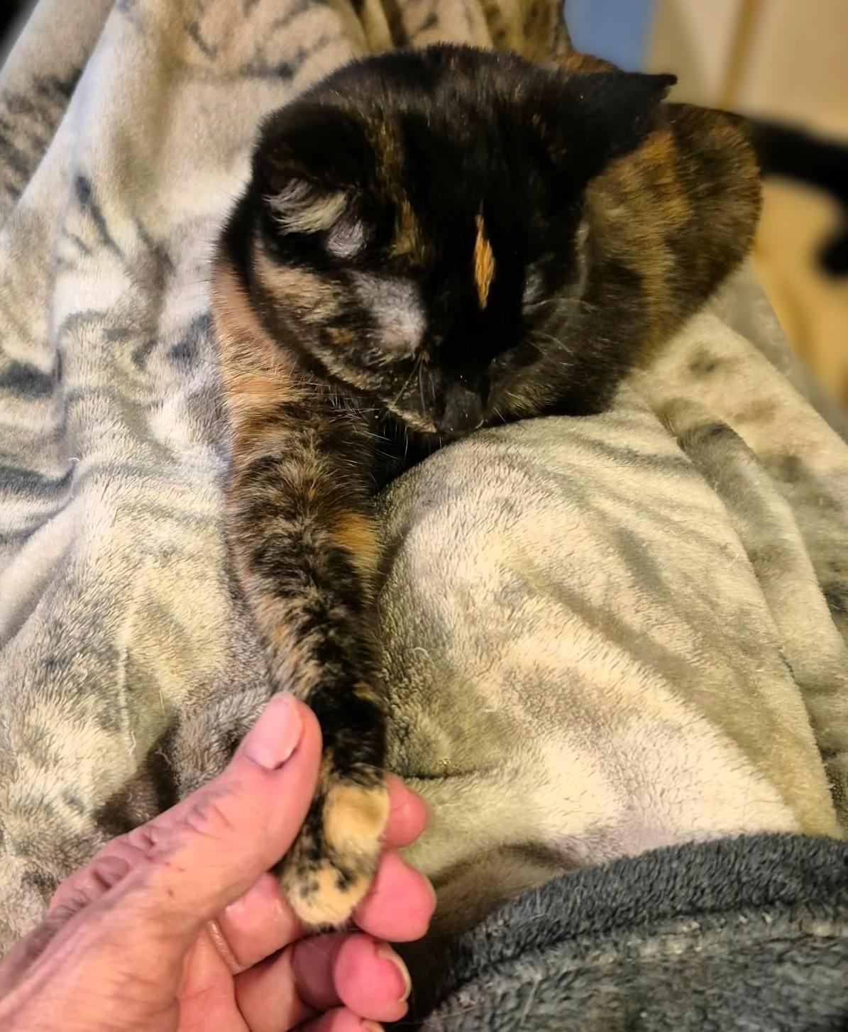 Enlarge Crystal, a ADOPTABLE Tortoiseshell in Hamilton, ON image 2/3