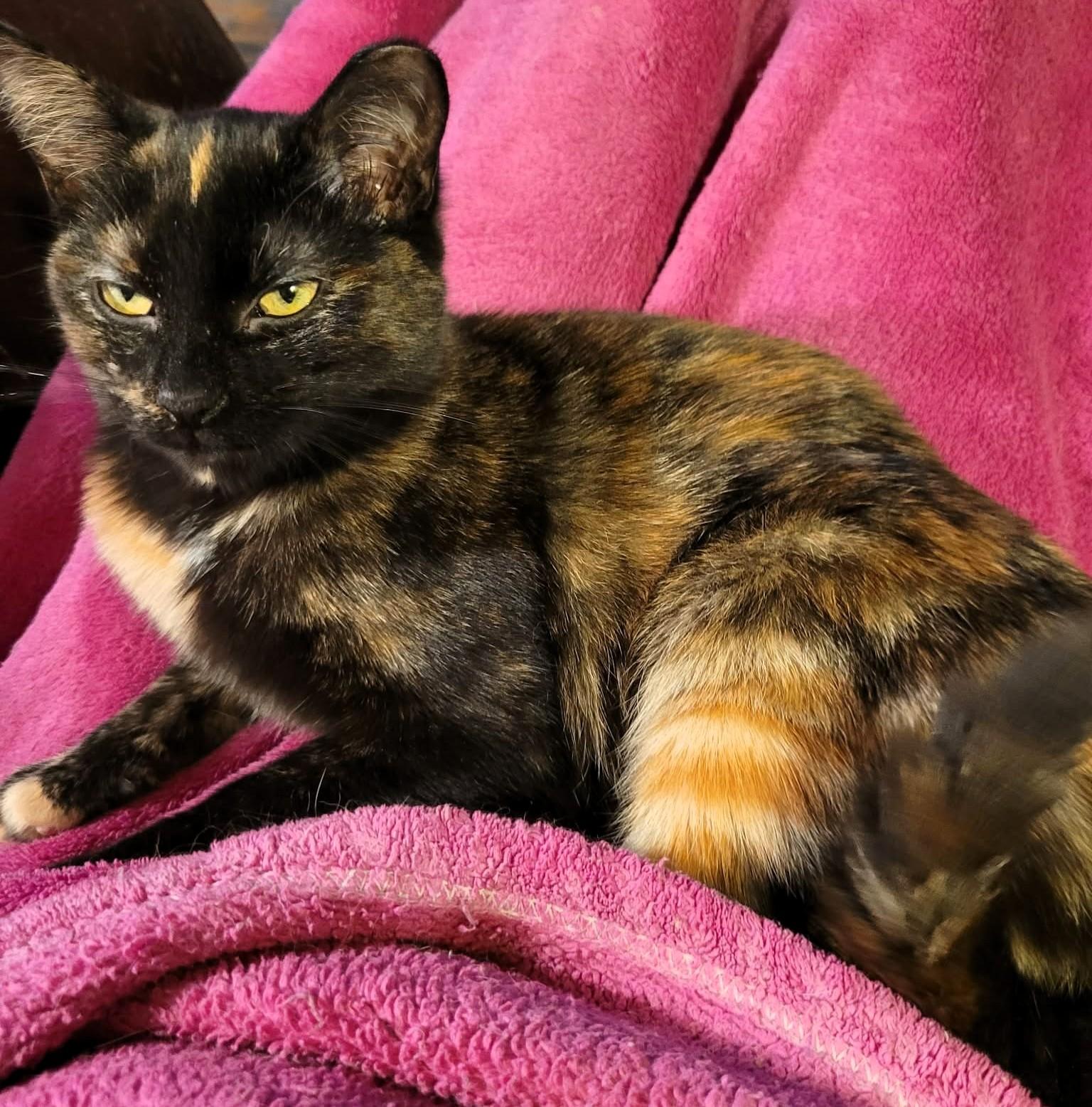 Enlarge Crystal, a ADOPTABLE Tortoiseshell in Hamilton, ON image 1/3
