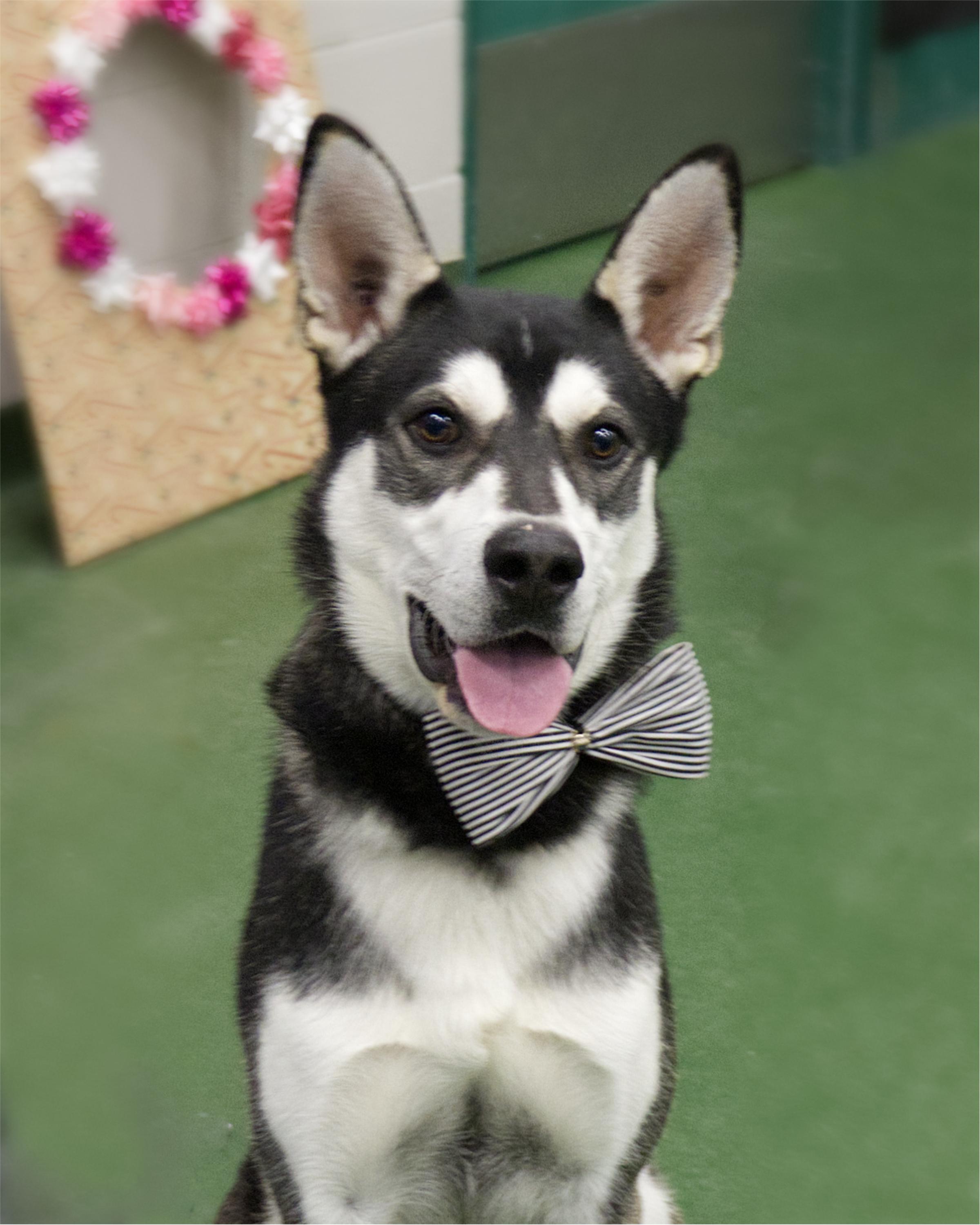 Enlarge Bandit, an adoptable mixed breed in Winnipeg, MB image 4/4