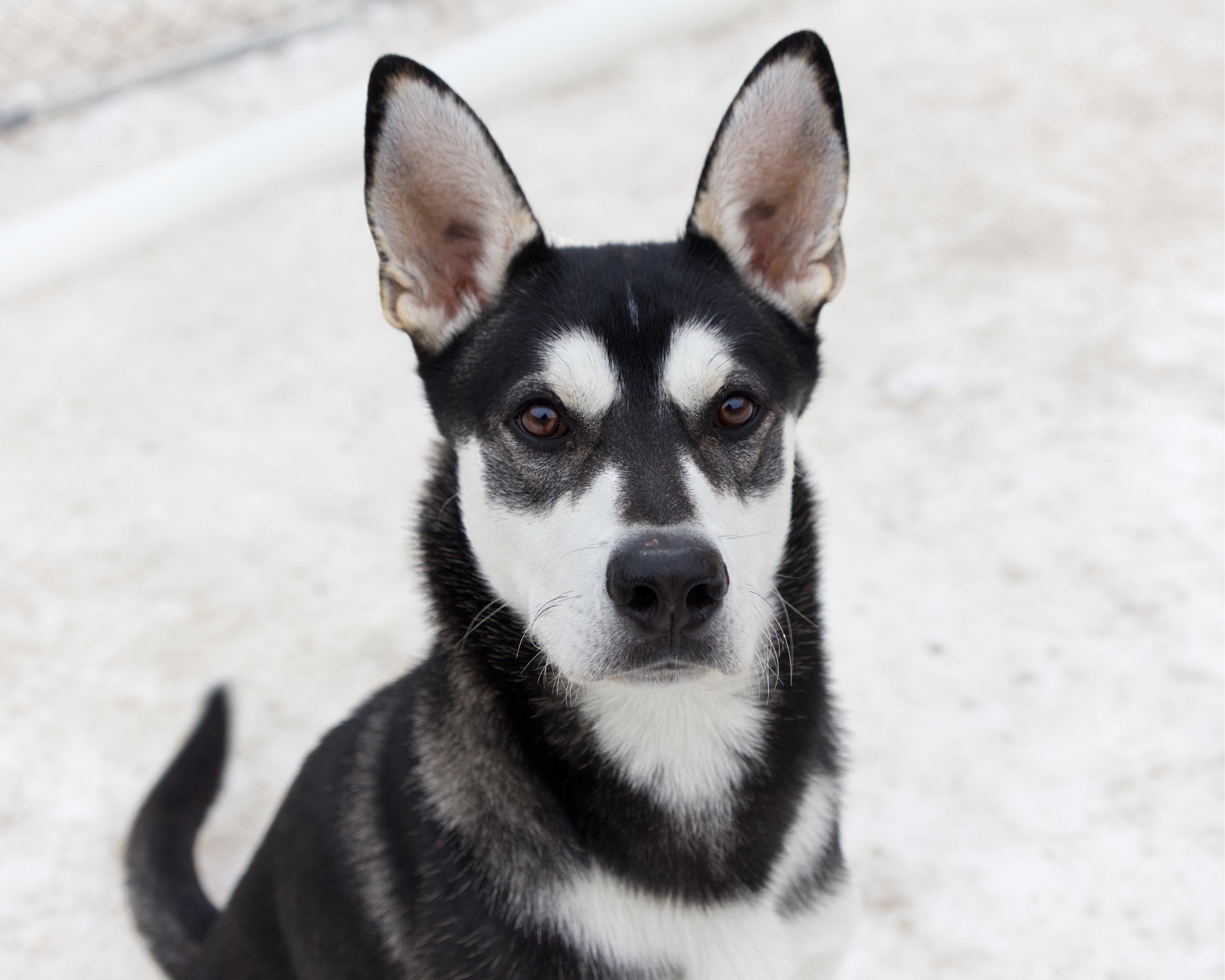 Bandit, adoptable, Adult Male Husky.