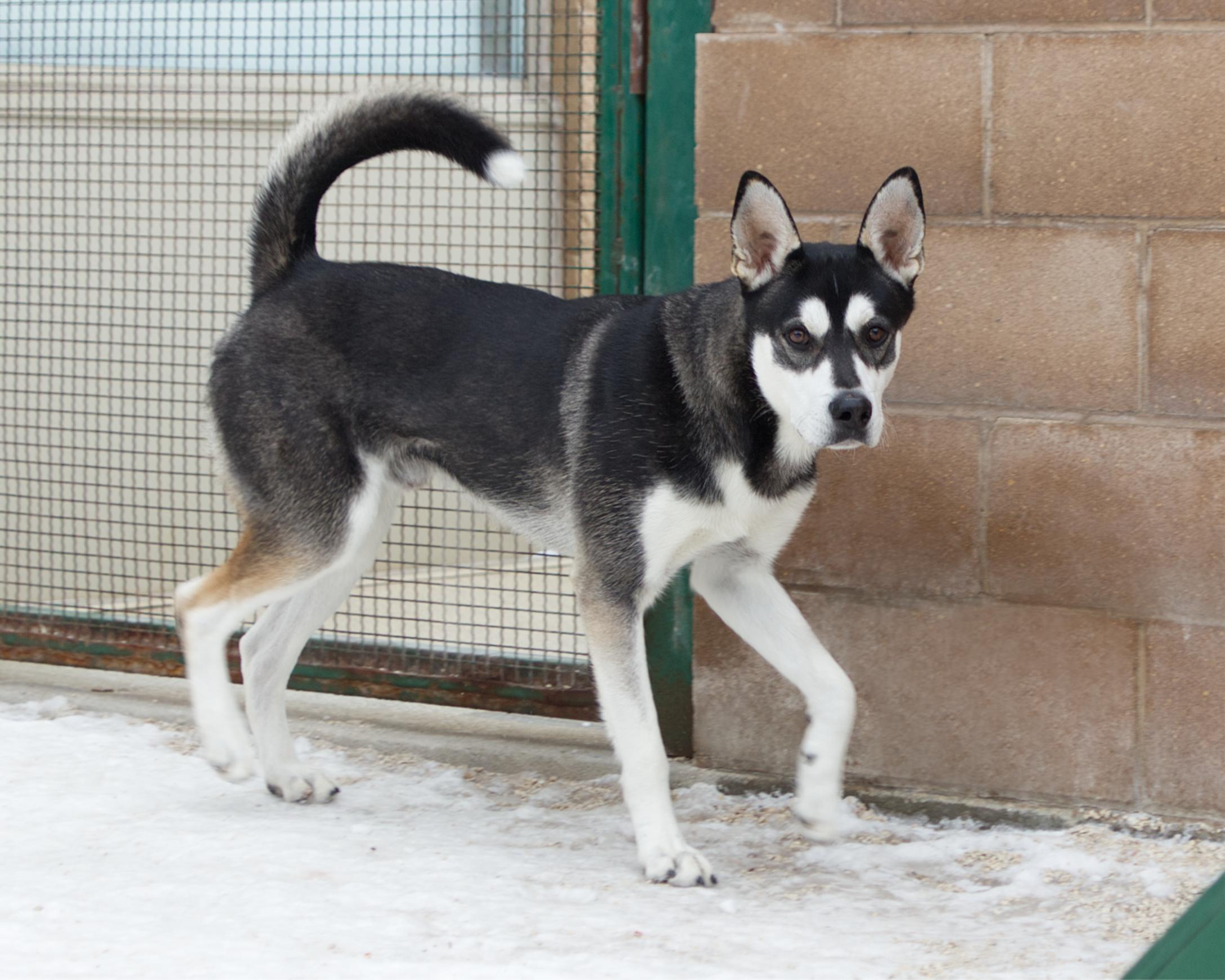 Enlarge Bandit, an adoptable mixed breed in Winnipeg, MB image 3/4