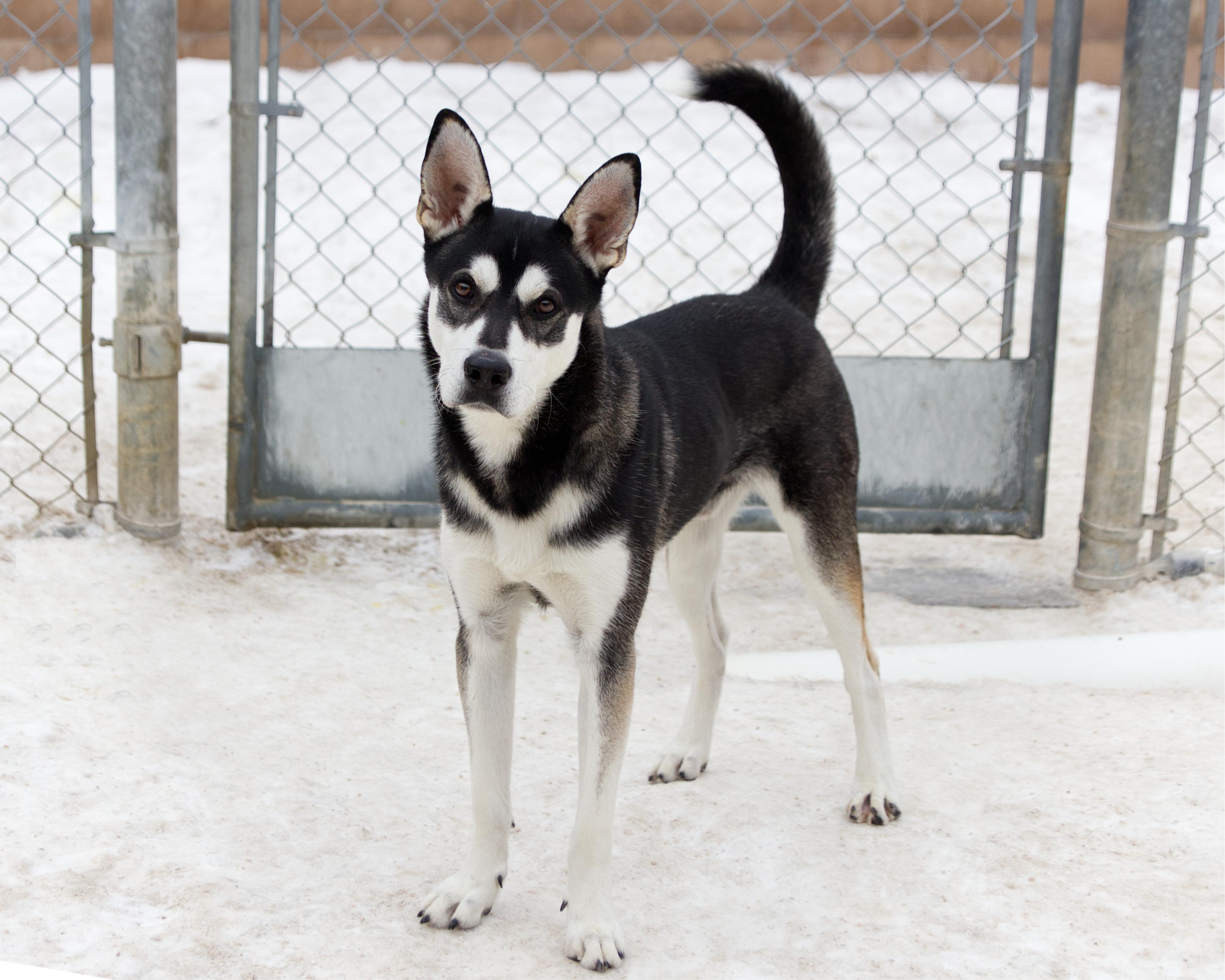 Enlarge Bandit, an adoptable mixed breed in Winnipeg, MB image 2/4