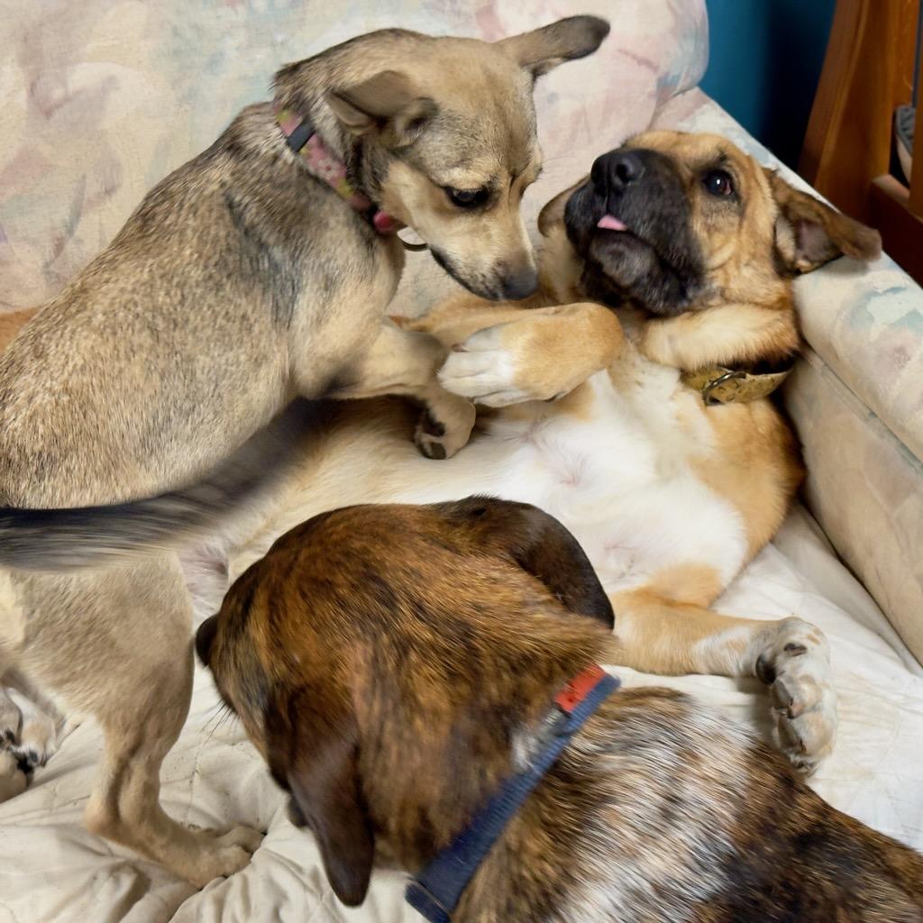 Enlarge Cece, a Adopted mixed breed in Hillsdale, NY image 5/6