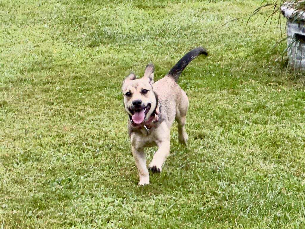 Cece, a ADOPTABLE mixed breed in Hillsdale, NY image 2/5