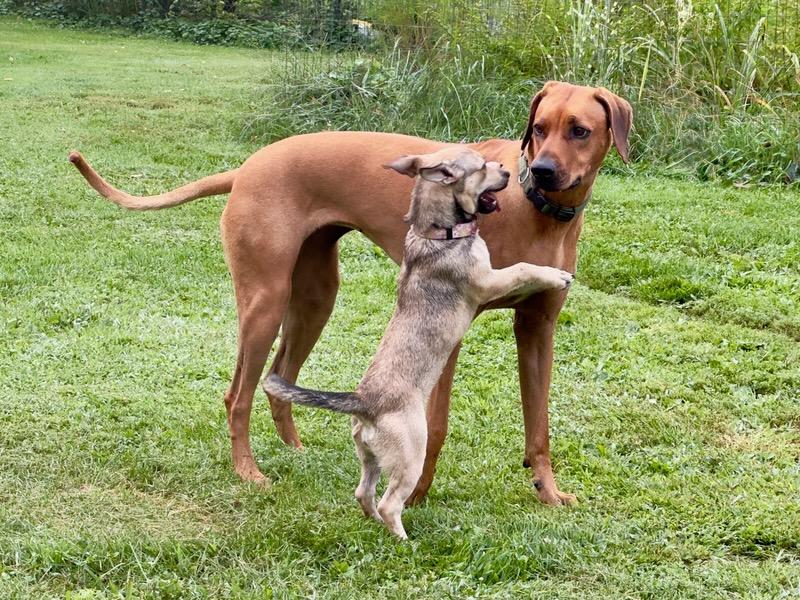 Cece, a ADOPTABLE mixed breed in Hillsdale, NY image 3/5