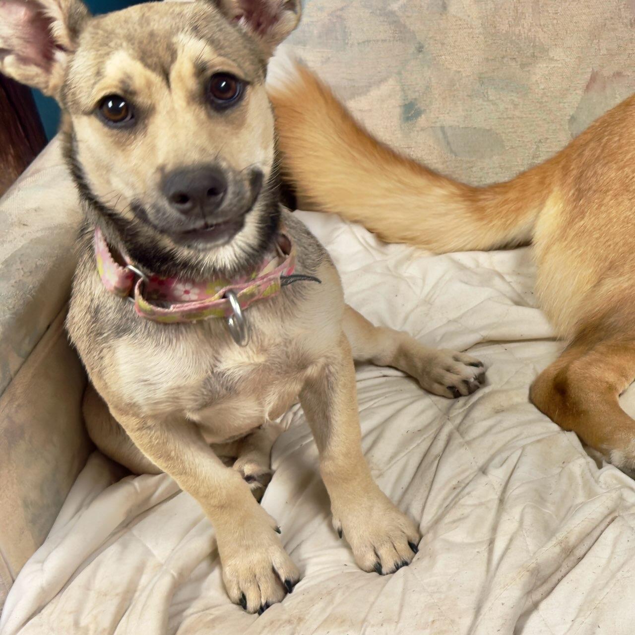 Enlarge Cece, a Adopted mixed breed in Hillsdale, NY image 6/6