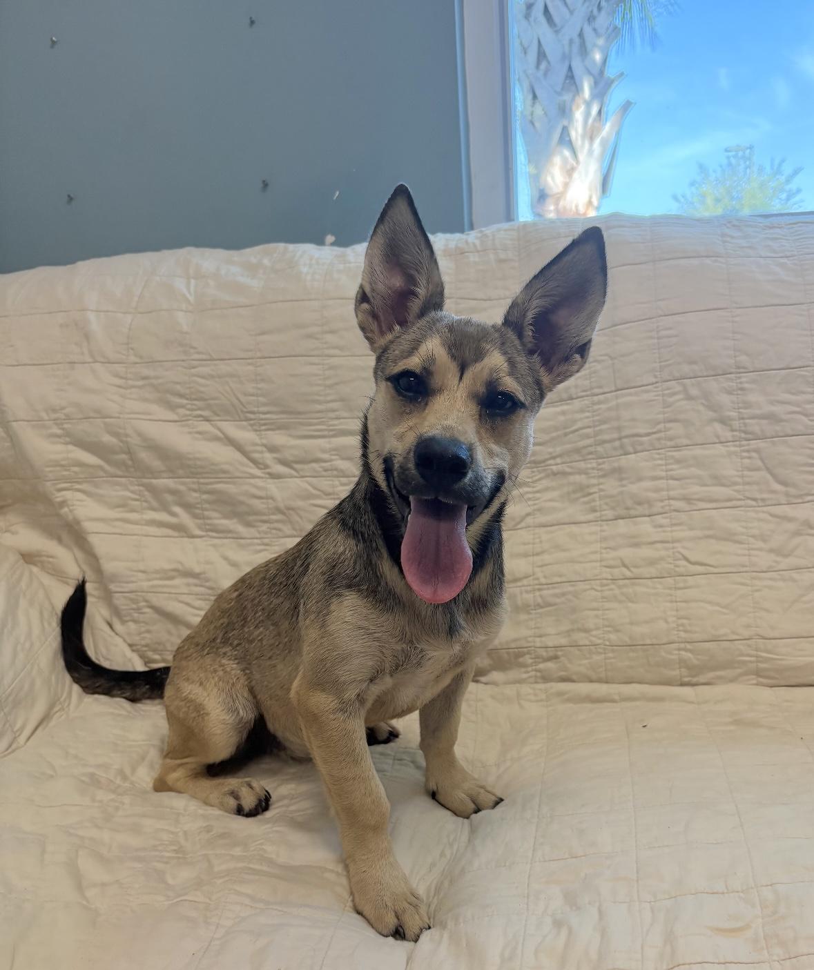 Cece, a ADOPTABLE mixed breed in Hillsdale, NY image 5/5