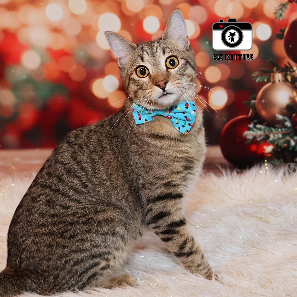 Burt, Adoptable, Young Male Domestic Short Hair.