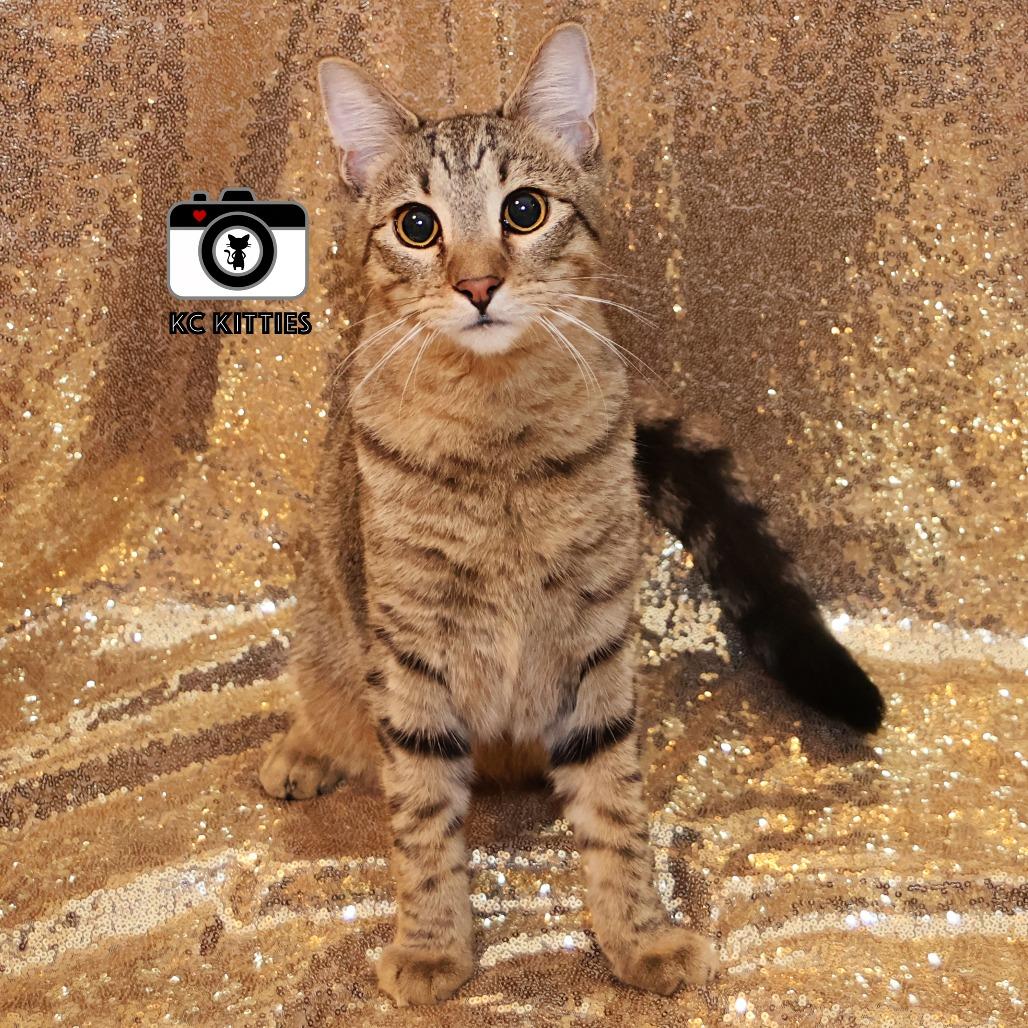 Enlarge Burt, a Adoptable Domestic Short Hair in FAIRWAY, KS image 5/6