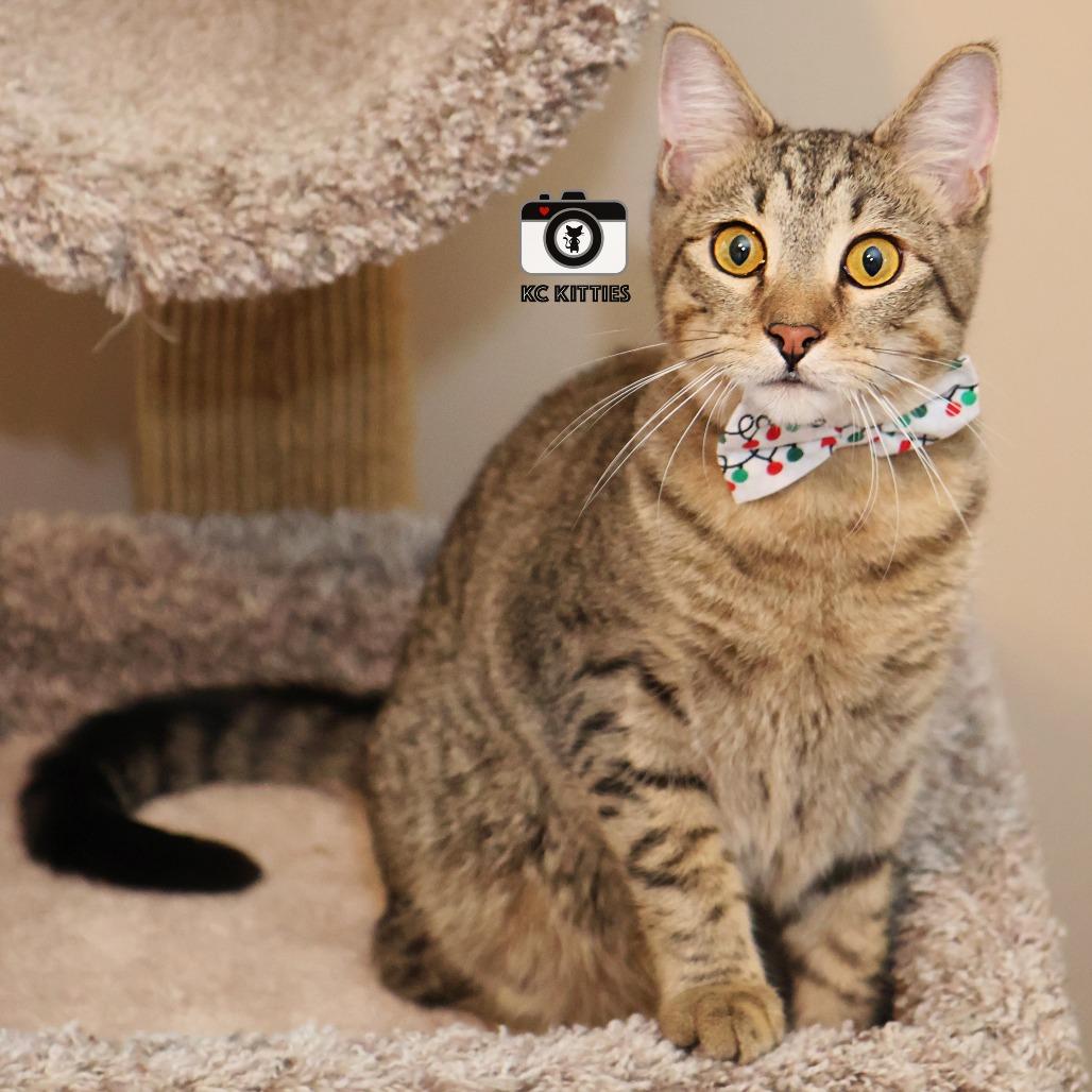 Burt, a Adoptable Domestic Short Hair image 2/6