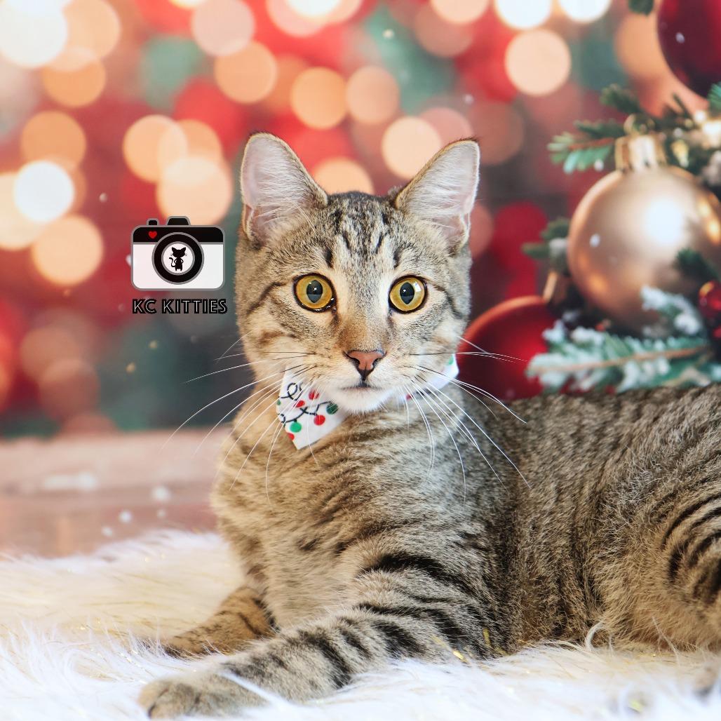 Burt, a Adoptable Domestic Short Hair image 3/6