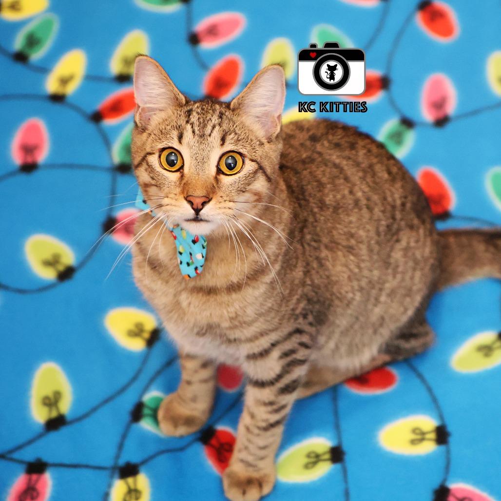 Burt, a Adoptable Domestic Short Hair image 4/6