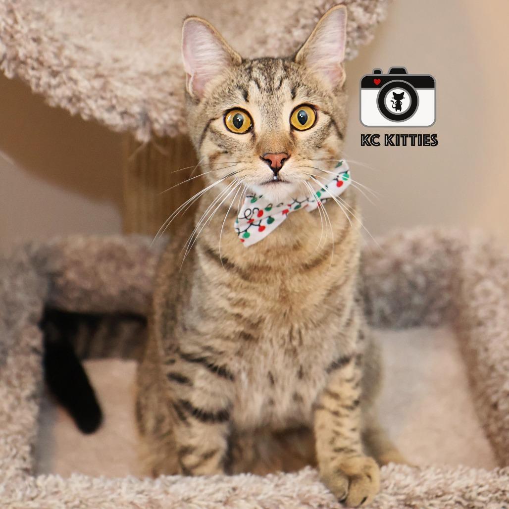 Burt, a Adoptable Domestic Short Hair image 5/6