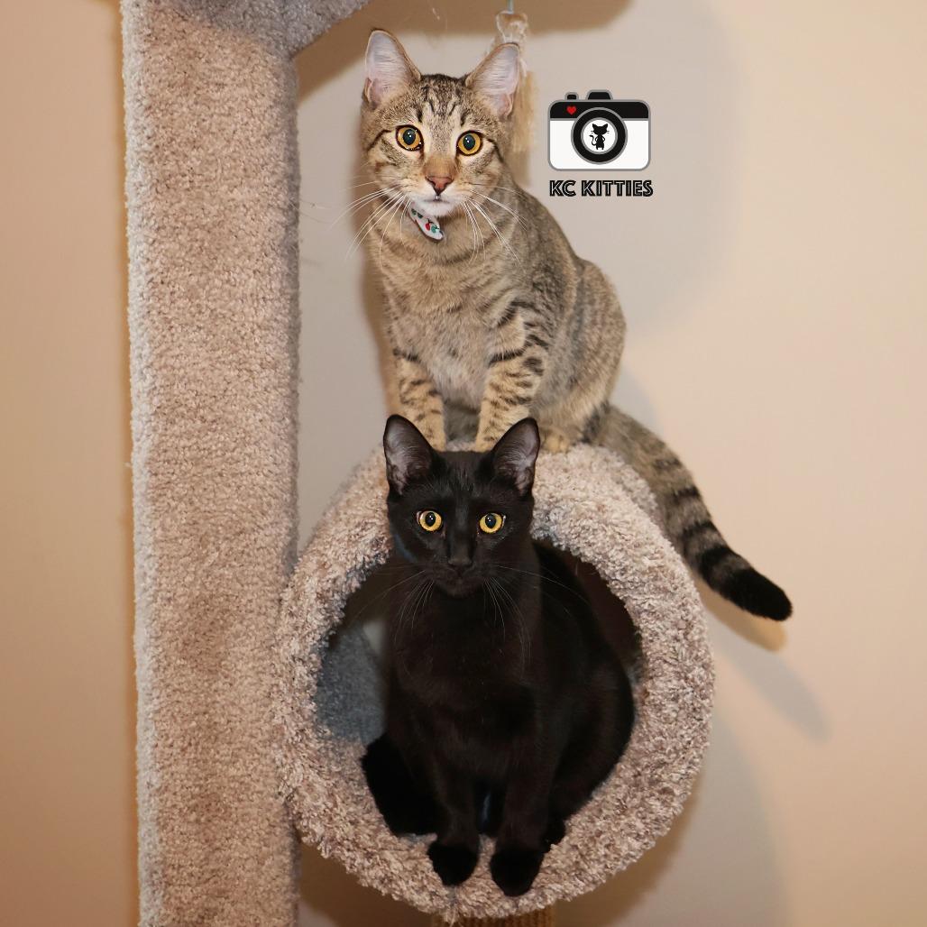 Burt, a Adoptable Domestic Short Hair image 6/6