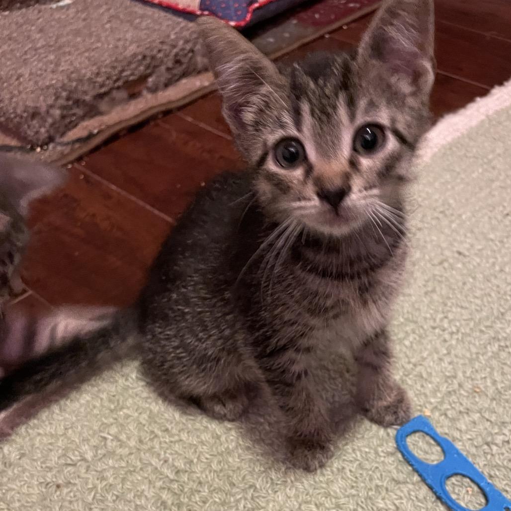 Silas, Adoptable, Kitten Male Domestic Short Hair.