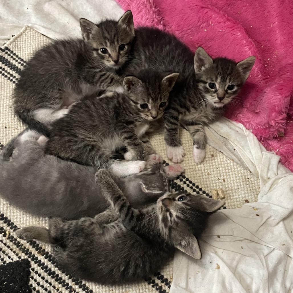 Enlarge Silas, a Adoptable Domestic Short Hair in Franklin, TN image 2/6