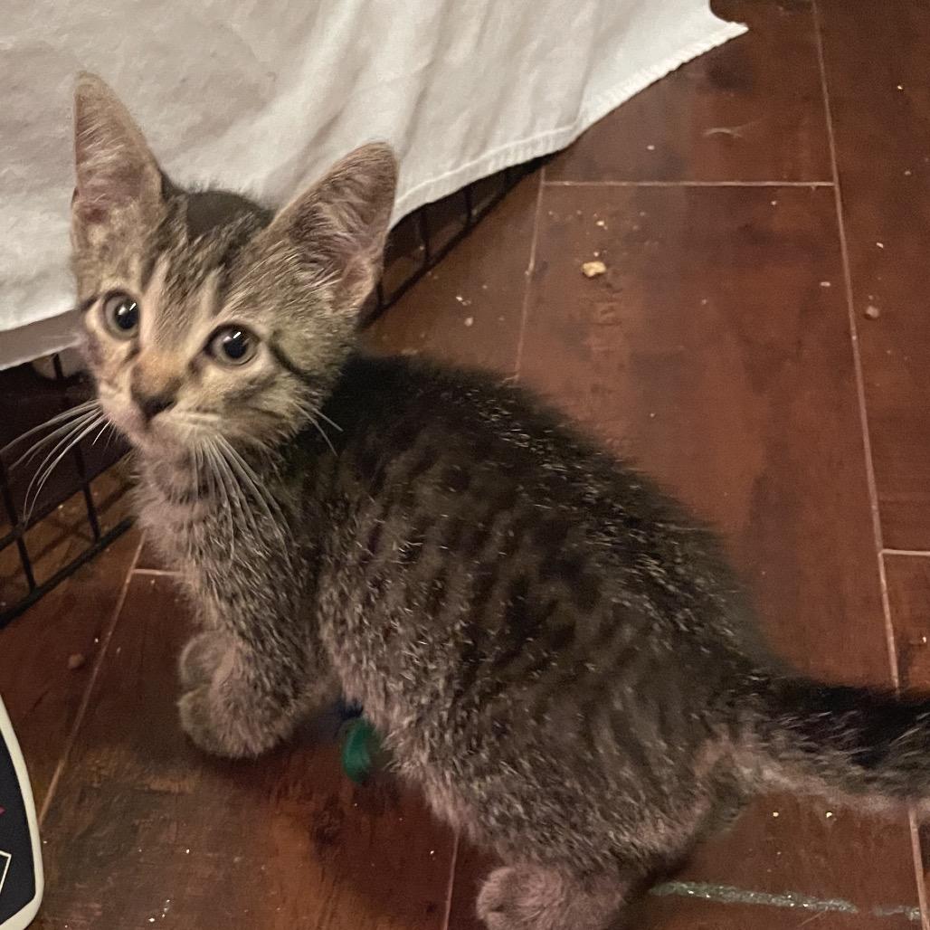 Enlarge Silas, a Adoptable Domestic Short Hair in Franklin, TN image 3/6