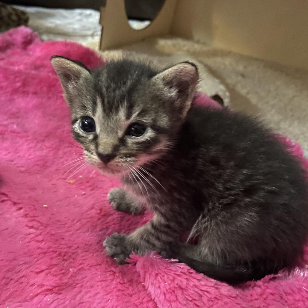 Enlarge Silas, a Adoptable Domestic Short Hair in Franklin, TN image 4/6