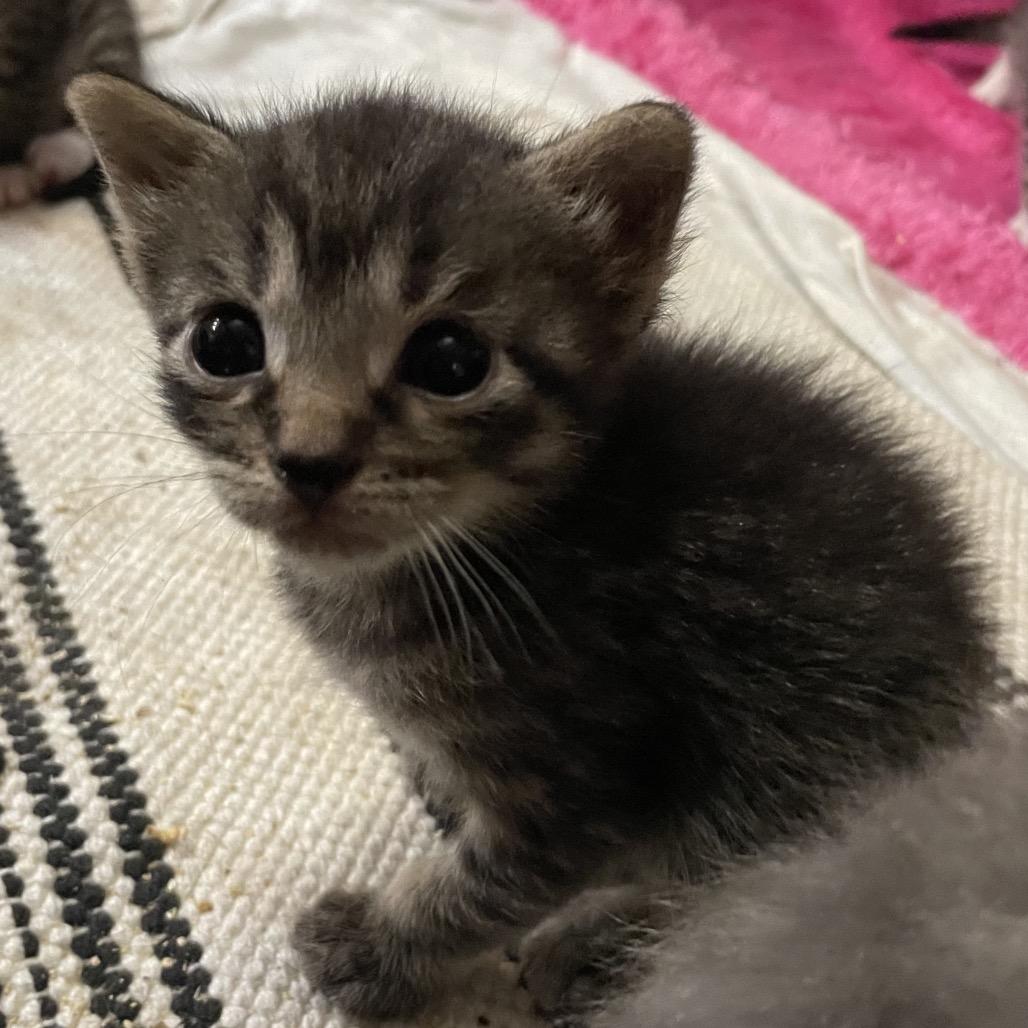 Enlarge Silas, a Adoptable Domestic Short Hair in Franklin, TN image 6/6