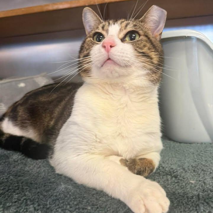 Enlarge Murphy, an adopted Domestic Short Hair in Wilmington, NC image 2/3