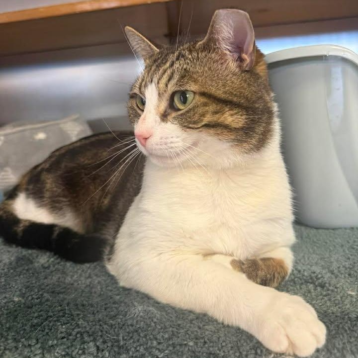 Murphy, adopted, Adult Male Domestic Short Hair.