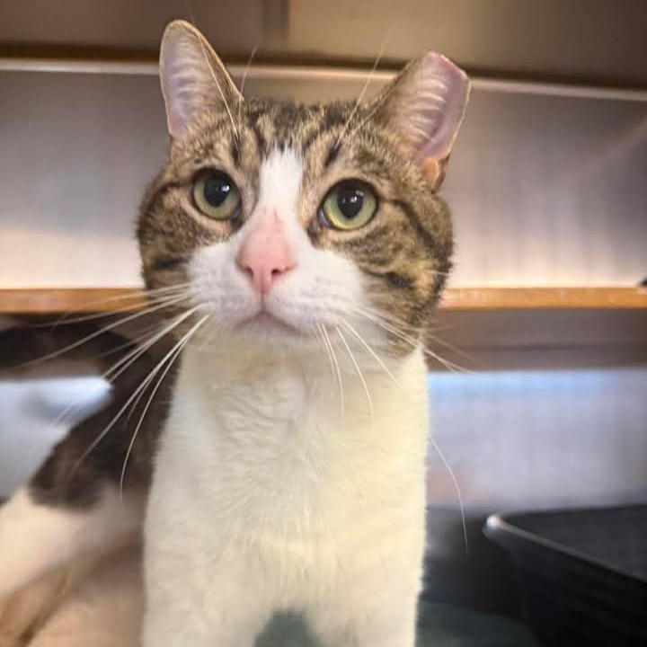 Enlarge Murphy, an adopted Domestic Short Hair in Wilmington, NC image 3/3