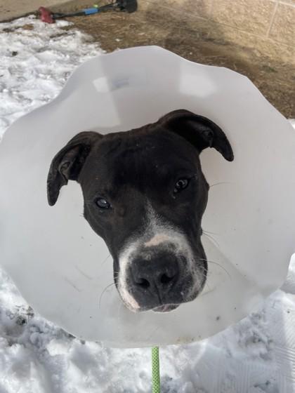 Enlarge Meatloaf, a Adoptable mixed breed in Quakertown, PA image 1/3