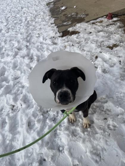 Enlarge Meatloaf, a Adoptable mixed breed in Quakertown, PA image 3/3