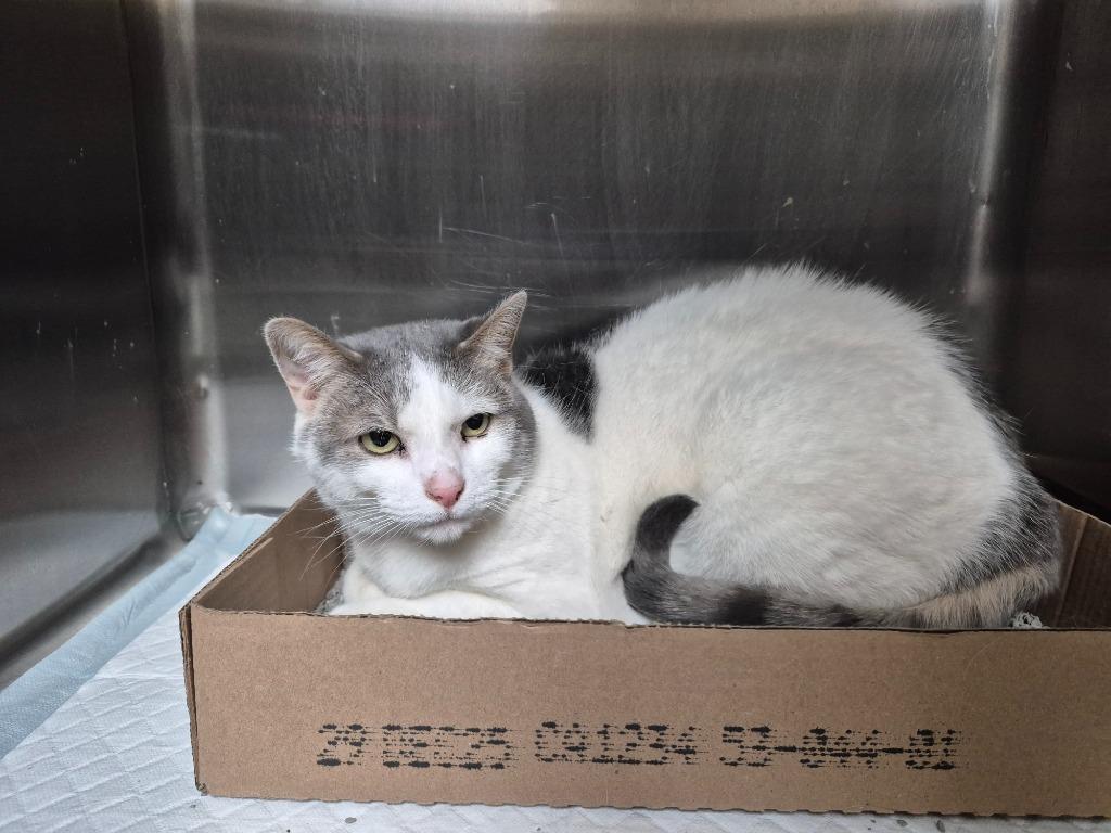 Stitch, Adoptable, Adult Female Domestic Short Hair.