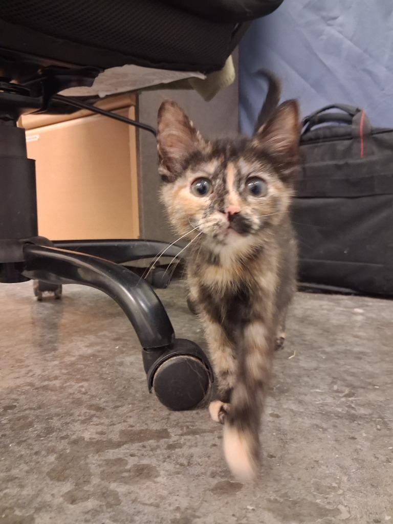 Wanda, Adoptable, Kitten Female Domestic Short Hair.